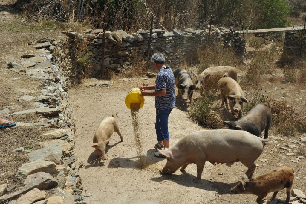 Agriturismo Finagliosu Palmadula Ngoại thất bức ảnh