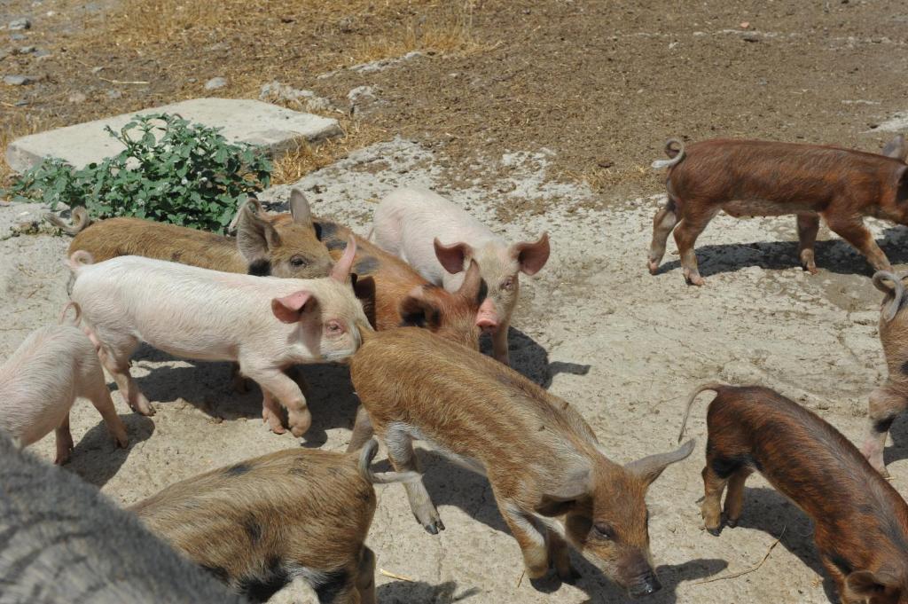 Agriturismo Finagliosu Palmadula Ngoại thất bức ảnh